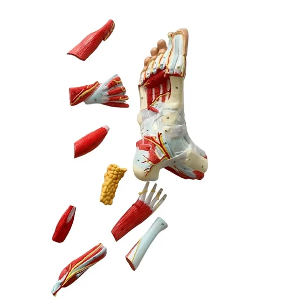 Detaylı Parçalı Ayak Maketi Model 53 - 3