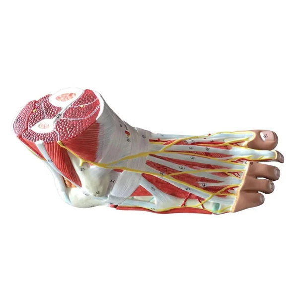 Detaylı Parçalı Ayak Maketi Model 53 - 2