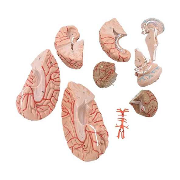 Parçalı Beyin Maketi Model 52 - 4