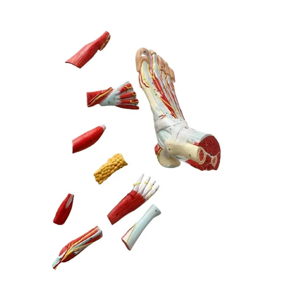 Detaylı Parçalı Ayak Maketi Model 53 - 4