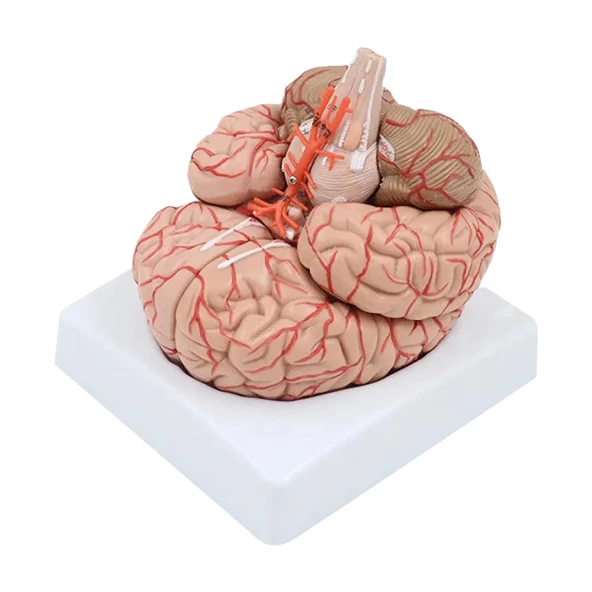 Parçalı Beyin Maketi Model 52 - 2