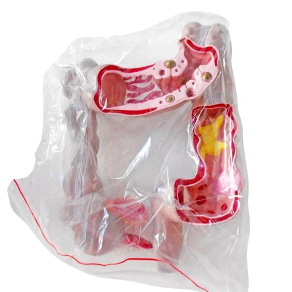 Kalınbağırsak Maketi Model 54