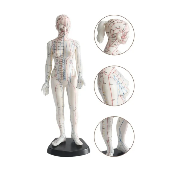 Kadın Akupunktur Maketi 50 cm