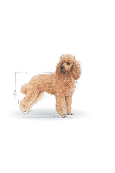 Poodle Yaş Köpek Maması 12 x 85g - Resim 2
