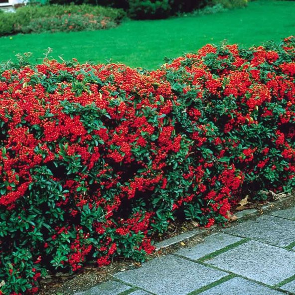 4 ADET Saksıda Ateş Dikeni (pyracantha) Fidanı (80-110 Cm) JMPUWX38