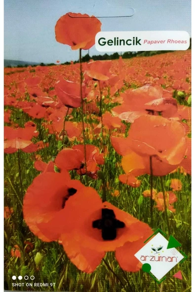 Gelincik Çiçeği Tohumu (50 adet) ürün görseli