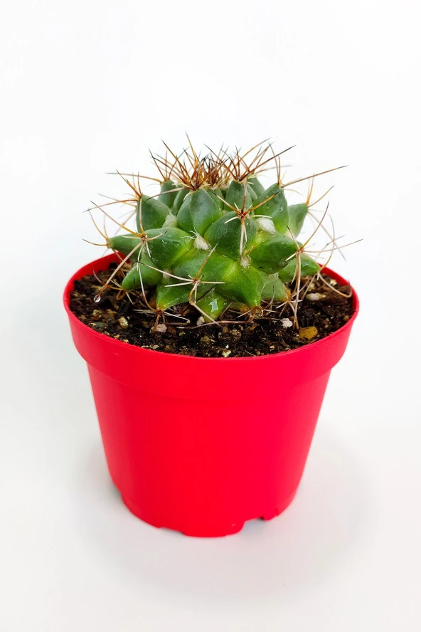 Mammillaria Magnimamma Nadir Kaktüs Özel Tür Nadide Kaktus Tekli Kaktüs 8.5 cm Saksıda