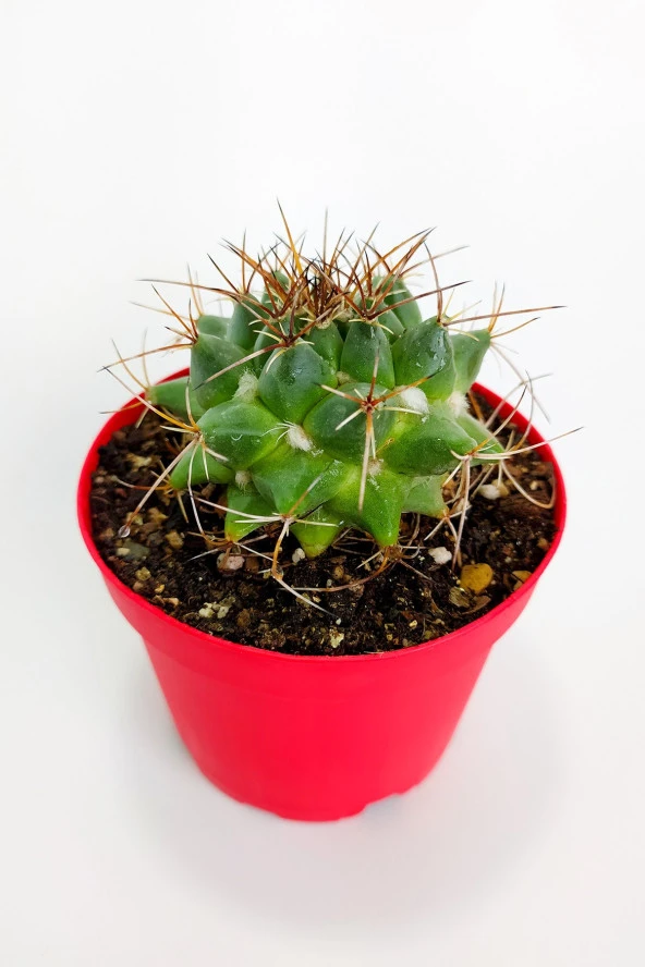 Mammillaria Magnimamma Nadir Kaktüs Özel Tür Nadide Kaktus Tekli Kaktüs 8.5 cm Saksıda - 3