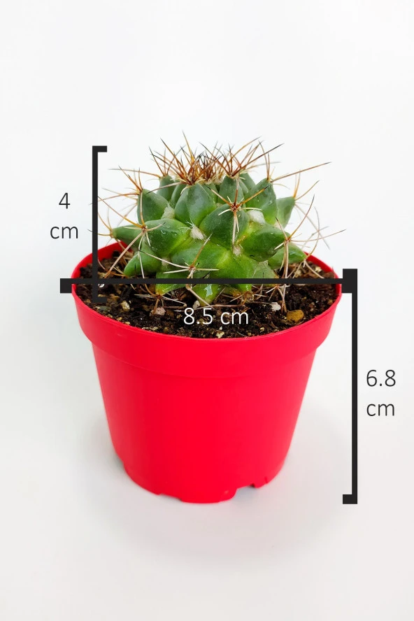 Mammillaria Magnimamma Nadir Kaktüs Özel Tür Nadide Kaktus Tekli Kaktüs 8.5 cm Saksıda - 4