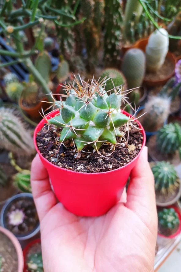 Mammillaria Magnimamma Nadir Kaktüs Özel Tür Nadide Kaktus Tekli Kaktüs 8.5 cm Saksıda - 5