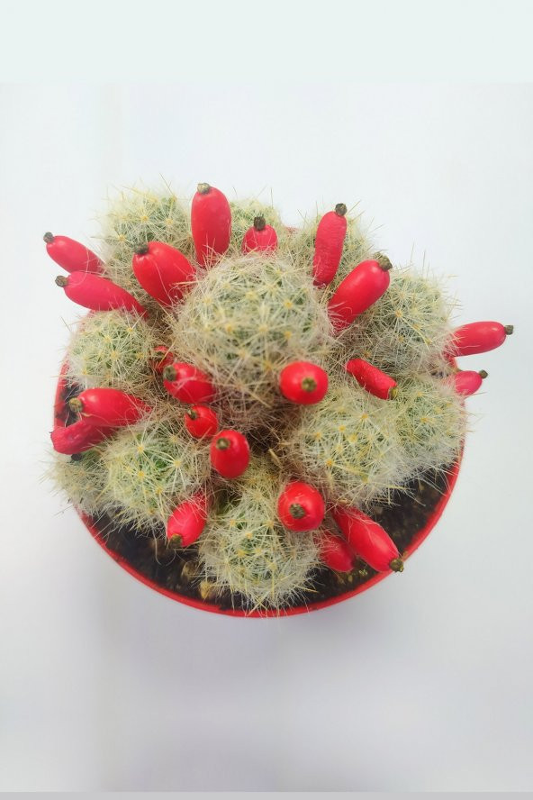 Mammillaria Prolifera Nadide Tür Kaktus 8.5 cm Saksıda - 2
