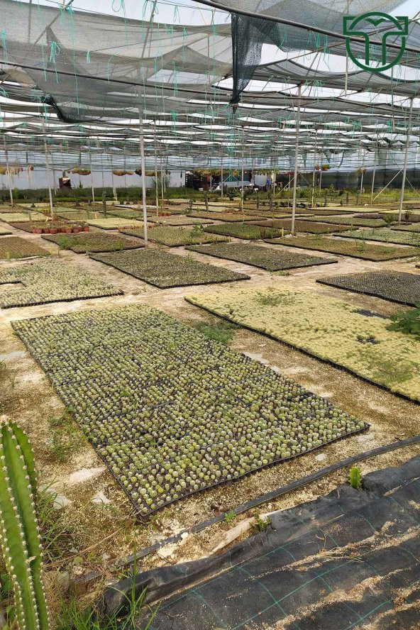 Mammillaria Prolifera Nadide Tür Kaktus 8.5 cm Saksıda - 3