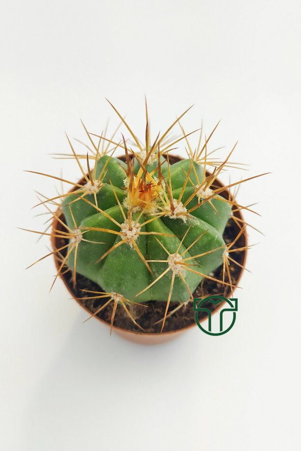 Melokaktus Matanzanus Kaktüs Özel Tür 5.5 cm Saksida - 2