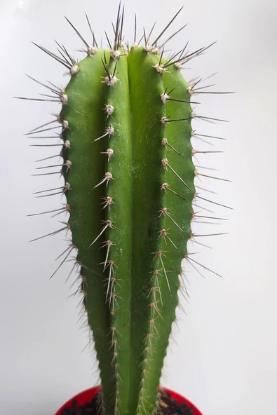 Neobuxbaumia Euphorbia Ideas Nadide Tür Tekli Özel Kaktüs 8.5 cm Kırmızı Saksıda - 2