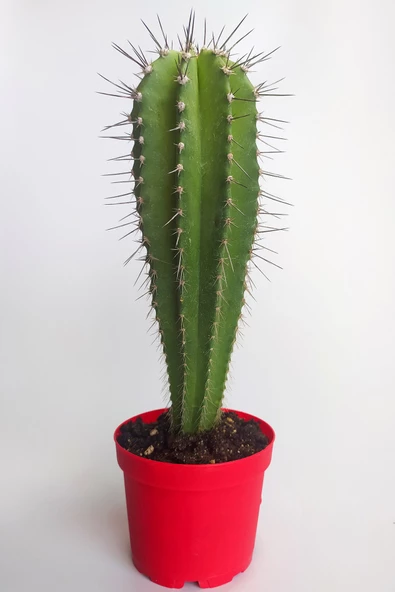 Neobuxbaumia Euphorbia Ideas  Nadide Tür Tekli Özel  Kaktüs 8.5 cm Kırmızı Saksıda