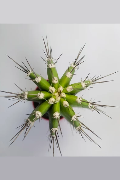 Neobuxbaumia Euphorbia Ideas Nadide Tür Tekli Özel Kaktüs 8.5 cm Kırmızı Saksıda - 3