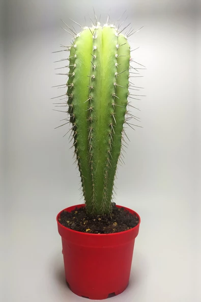 Neobuxbaumia Euphorbia Ideas Nadide Tür Tekli Özel Kaktüs 8.5 cm Kırmızı Saksıda - 4