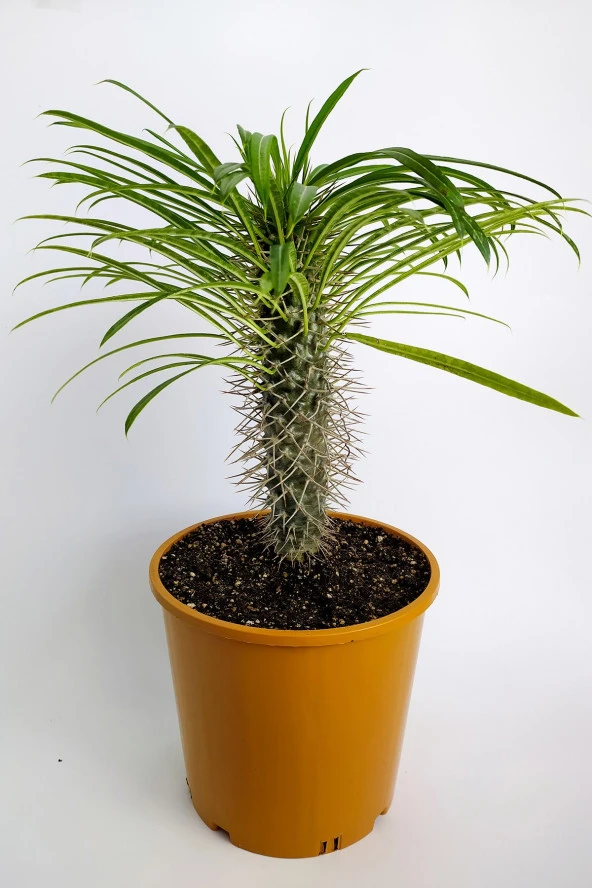 Pachypodium Lamerei Madagaskar Palmiyesi Nadide Tür Tekli Özel  Kaktüs 20cm Saksıda