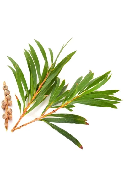 Balen Çay Ağacı Yağı 4 x 20 ML - 3
