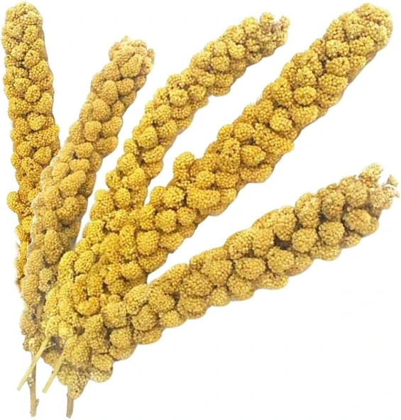Vitaking Kuşlar İçin Doğal Sarı Dal Darı 100 gr - 1