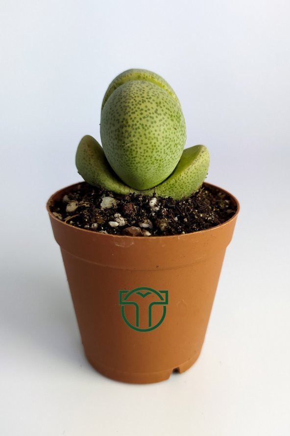 Pleiospilos Nelii Özel Tür Kaktus Çiçek Açan Kaktüs 5.5 cm Saksıda