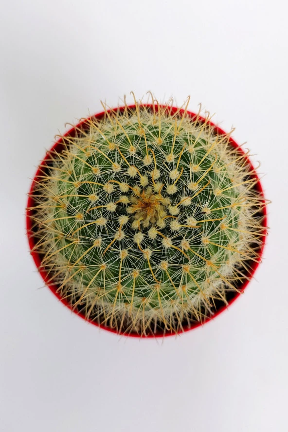 Parodia Chrysacanthion Altın Toz Puf Nadir Kaktüs Özel Tür Nadide Kaktus Tekli Kaktüs 8.5 cm - 2
