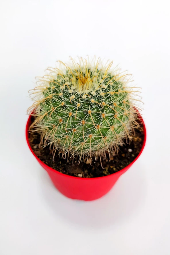 Parodia Chrysacanthion Altın Toz Puf Nadir Kaktüs Özel Tür Nadide Kaktus Tekli Kaktüs 8.5 cm - 3