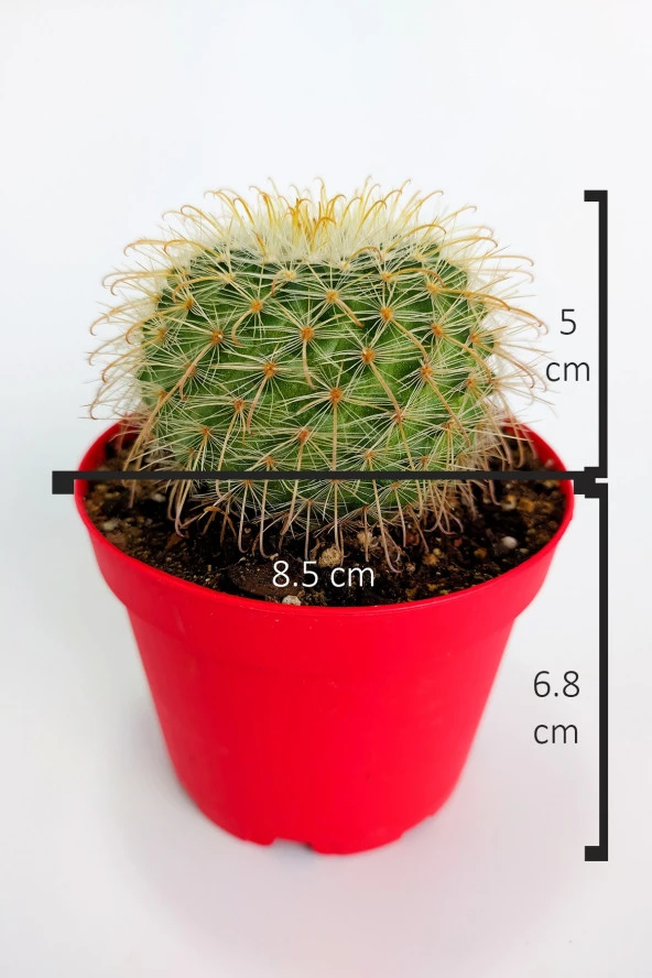 Parodia Chrysacanthion Altın Toz Puf Nadir Kaktüs Özel Tür Nadide Kaktus Tekli Kaktüs 8.5 cm - 4
