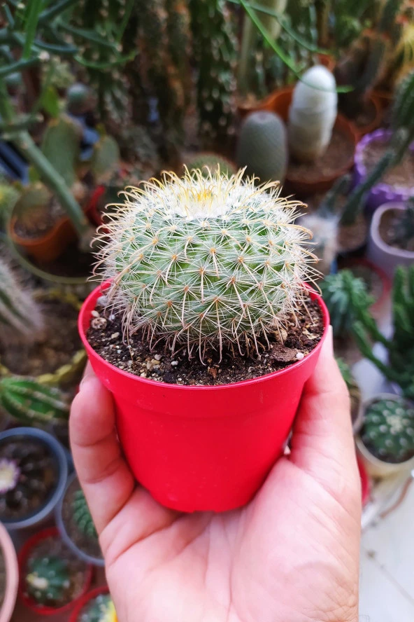 Parodia Chrysacanthion Altın Toz Puf Nadir Kaktüs Özel Tür Nadide Kaktus Tekli Kaktüs 8.5 cm - 5