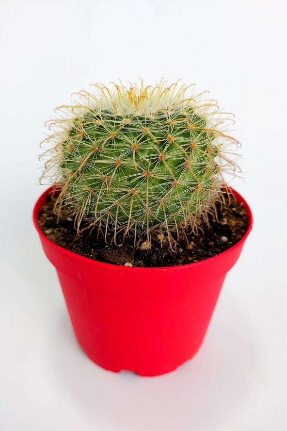 Parodia Chrysacanthion Altın Toz Puf Nadir Kaktüs Özel Tür Nadide Kaktus Tekli Kaktüs 8.5 cm