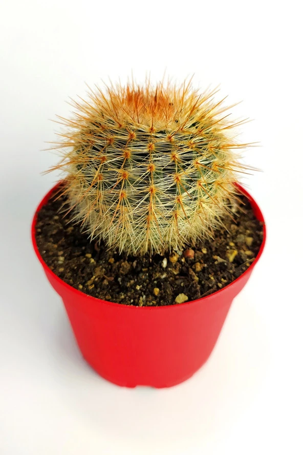 Parodia Formasa Nadir Kaktüs Özel Tür Nadide Kaktus Tekli Kaktüs 8.5 cm Saksıda - 3