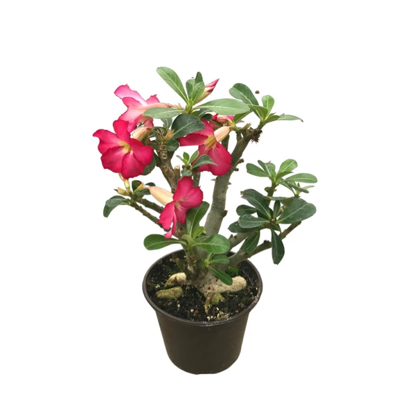 Adenium Obesum (Çöl Gülü) ürün görseli