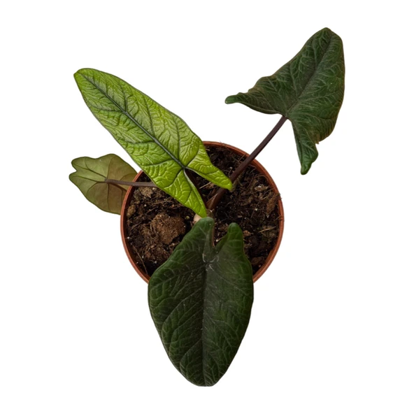 Alocasia Scalprum (Fil Kulağı) ürün görseli