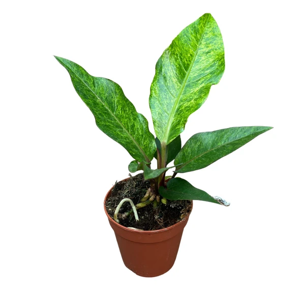 Anthurium Hookeri 'Variegata' ürün görseli