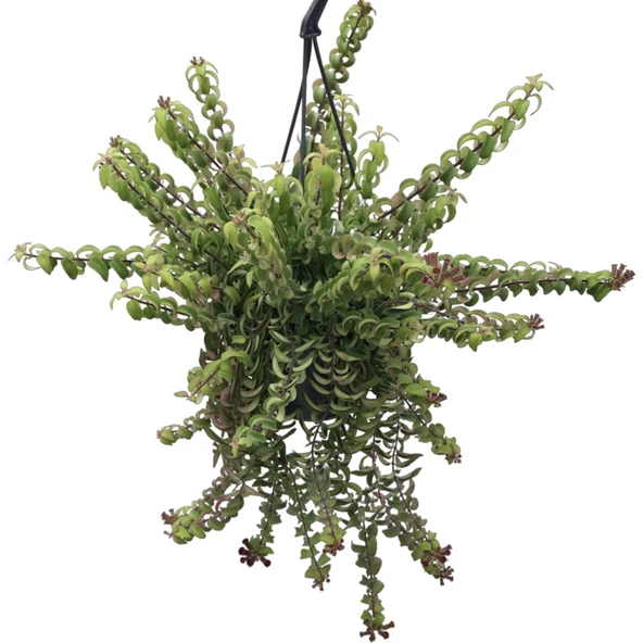 Aeschynanthus ‘Twister’ (Ruj Çiçeği) ürün görseli