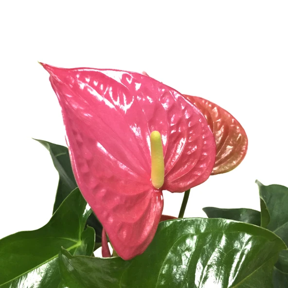 Anthurium Andraeanum 'Pink' (Flamingo Çiçeği) ürün görseli