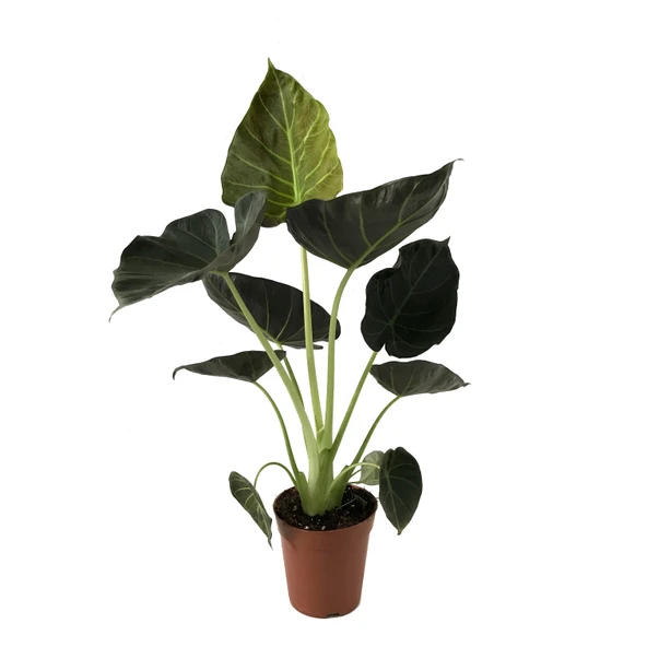 Alocasia 'Regal Shield' (Fil Kulağı) ürün görseli