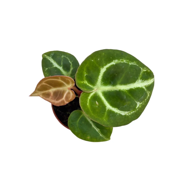 Anthurium Crystallinum 'Silver Blush' - Resim 2