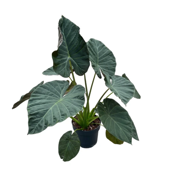 Alocasia 'Regal Shield' (Fil Kulağı) ürün görseli