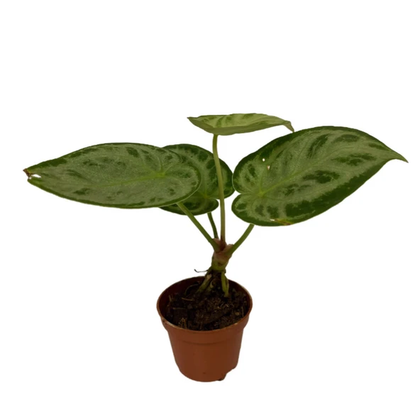 Anthurium 'Silver Blush' ürün görseli