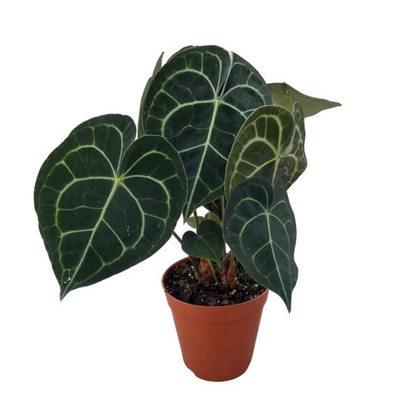 Anthurium Clarinervium ürün görseli
