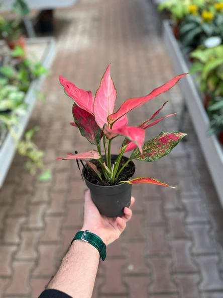 Aglaonema 'Cherry Baby' (Çin Herdemyeşili) - Resim 3
