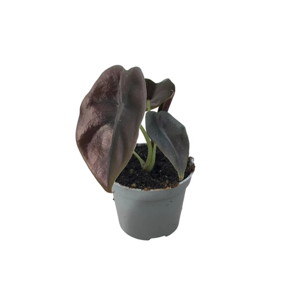 Alocasia Cuprea (Fil Kulağı) ürün görseli