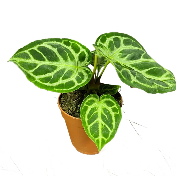 Anthurium Crystallinum ürün görseli