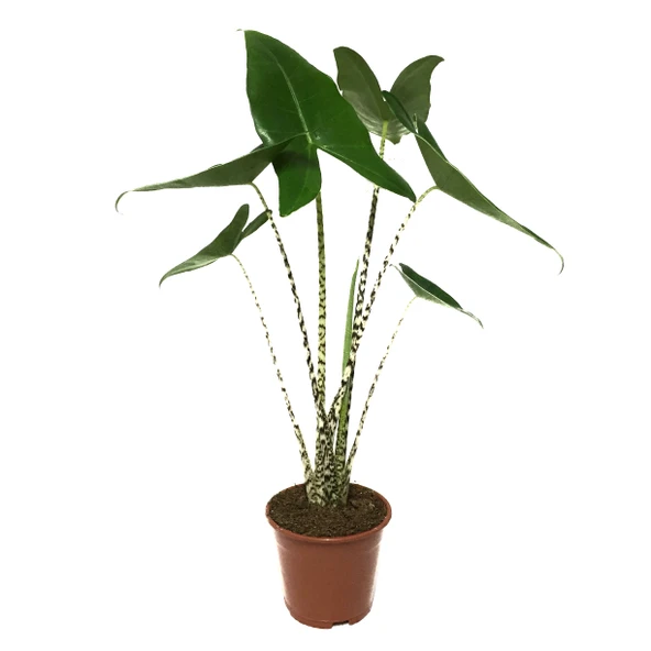 Alocasia Zebrina (Fil Kulağı) ürün görseli