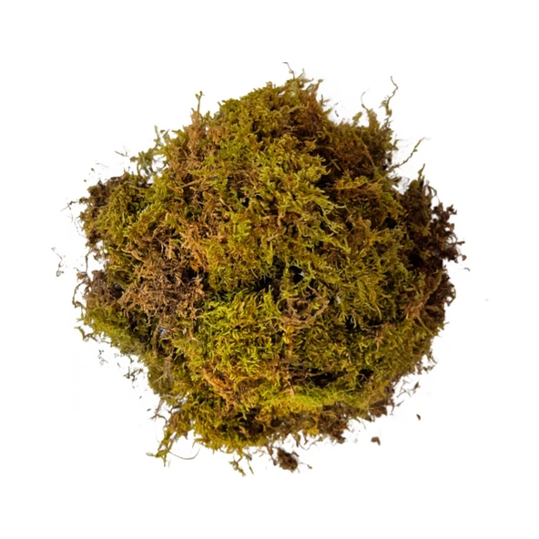 Kara Yosunu 10 LT ürün görseli