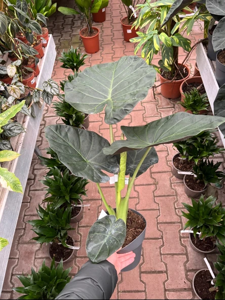 Alocasia 'Regal Shield' (Fil Kulağı) - Resim 3