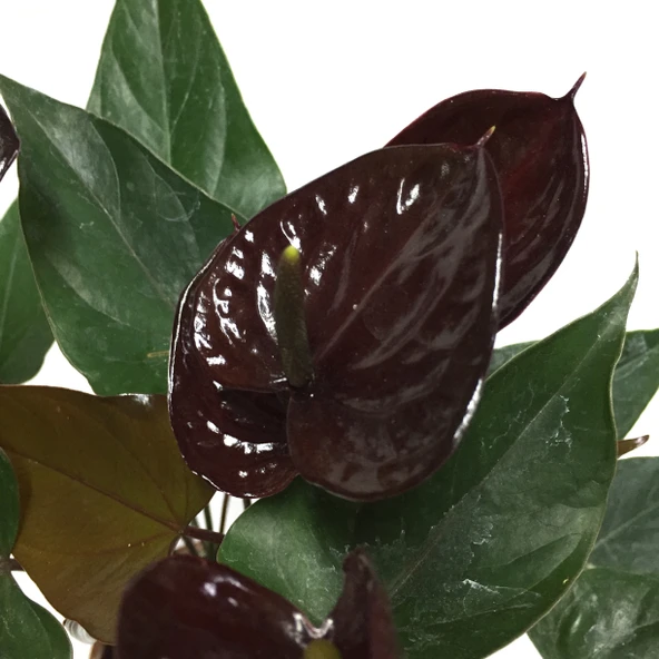 Anthurium Andreanum 'Black Love' (Flamingo Çiçeği) ürün görseli