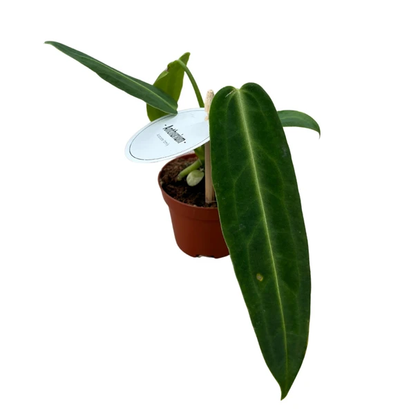 Anthurium Warocqueanum ürün görseli