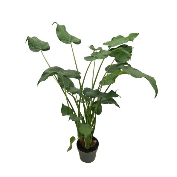 Alocasia Cucullata (Fil Kulağı) ürün görseli